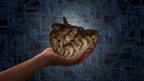 The Teenage Brain